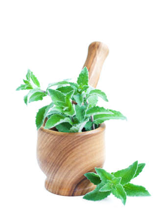 Mortar with mint on a white backgroundの写真素材