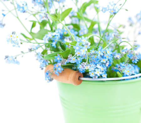 Bunch of forget-me-nots flowers in green bucketの写真素材