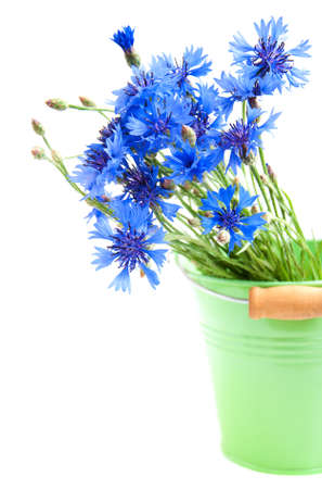 Bucket of Cornflower bouquet  on a white backgroundの写真素材