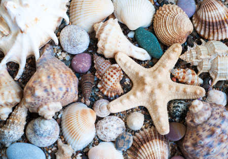 Colorful stones and shells on the beach - nature background