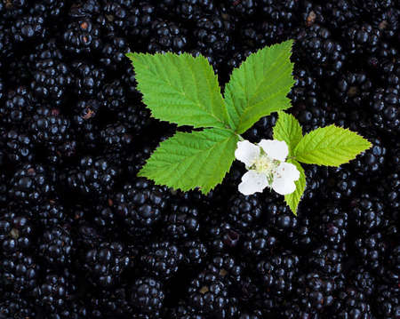 Ripe fresh organic blackberry backgroundの写真素材