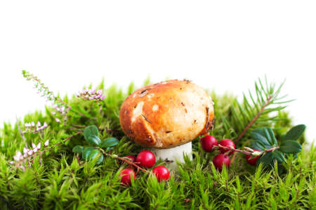 Forest mushroom in moss,  heather and cranberriesの写真素材
