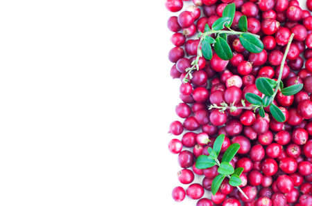 Ripe red wild cranberries on a white の写真素材