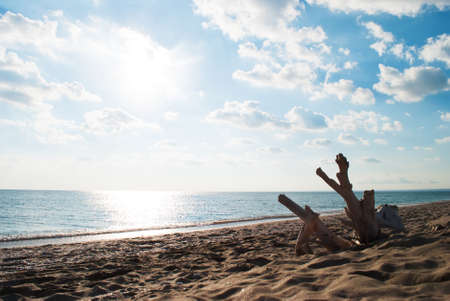 Snag thrown out on coast of Black Seaの写真素材