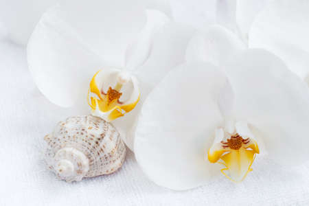 Spa setting with spa towel and white orchidsの写真素材
