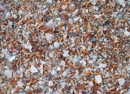 Tropical shell sand - nature  backgroundの写真素材