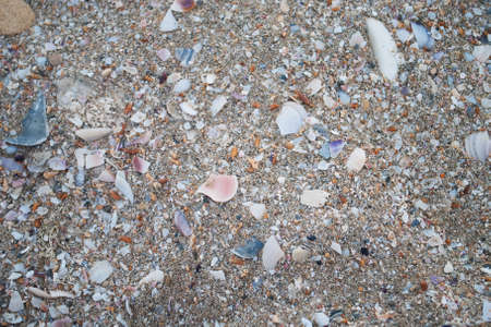 Tropical shell sand - nature  backgroundの写真素材