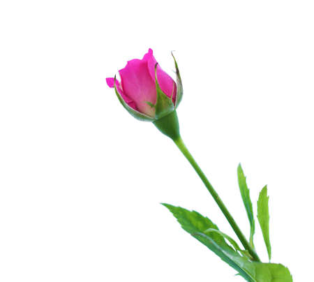 Pink roses on  a white  backgroundの写真素材