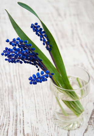 Grape hyacinth on a old wooden backgroundの写真素材