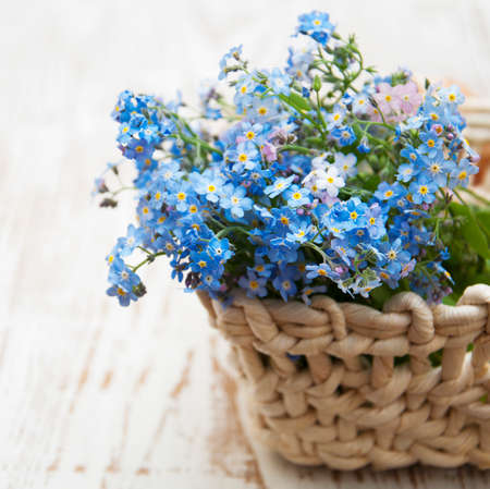 Bouquet of spring forget me not  flowers in basketの写真素材