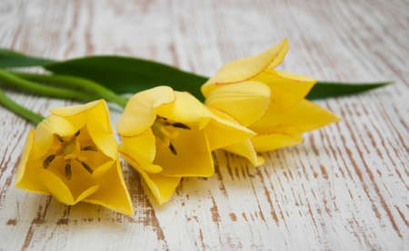 Three Yellow tulips on a wooden backgroundの写真素材