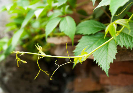 Old textured stone wall framed by hanging vinesの写真素材