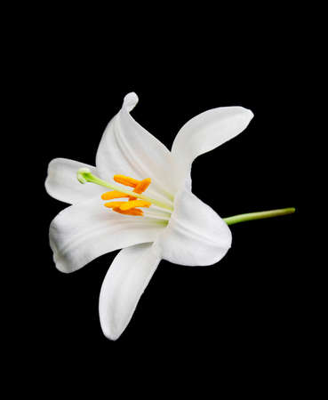White lily isolated against a black background の写真素材