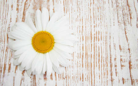 Summer Daisy flower on a wooden backgroundの写真素材