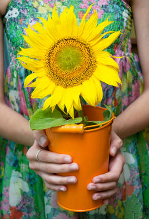 Young girl  holding  pot with bright sunflowerの写真素材