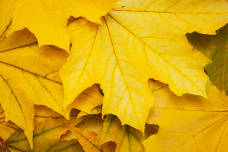 Fall leafs  background - Mixture of Autumn leavesの写真素材