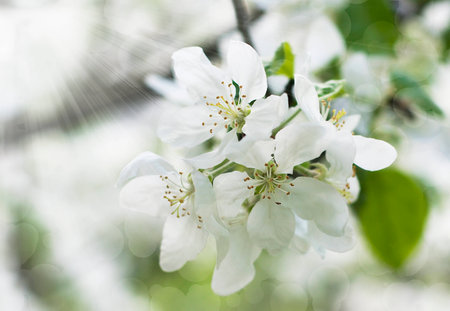 a bunch of beautiful spring apple blossoms