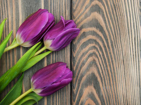 purple colored tulip flowers on a wooden backgroundの写真素材