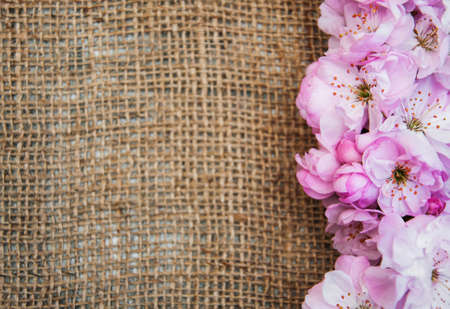Border with Pink sakura blossom on a old burlap  backgroundの写真素材