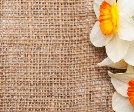 yellow daffodil flowers on a burlap fabric backgroundの写真素材