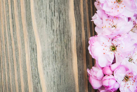 Border with Pink sakura blossom on a old wooden の写真素材