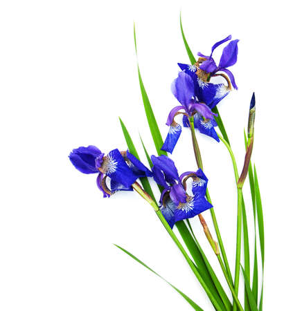 Iris flowers isolated on a white backgroundの写真素材