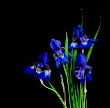 Iris flowers isolated on a black backgroundの写真素材
