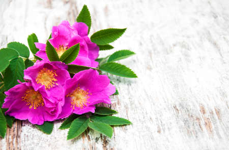 Dog rose on a old wooden backgroundの写真素材
