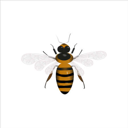 bee on a white background. のイラスト素材
