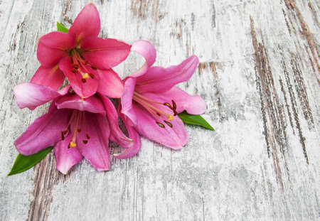 Pink lily on a old wooden backgroundの写真素材