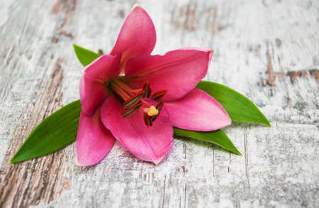Pink lily on a old wooden background