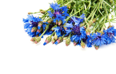 bouquet of blue Cornflowers on white backgroundの写真素材