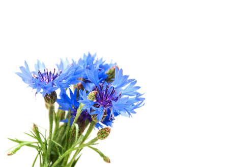 bouquet of blue Cornflowers on a white backgroundの写真素材