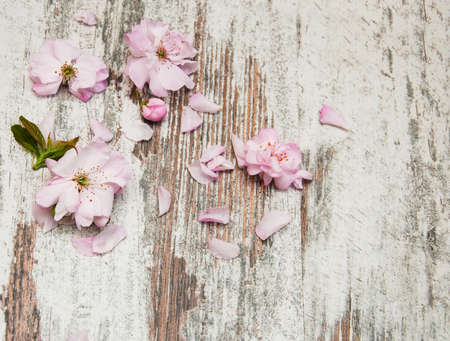 Border with Pink sakura blossom on a old wooden backgroundの写真素材