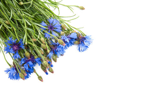 bouquet of blue cornflowers on a white backgroundの写真素材