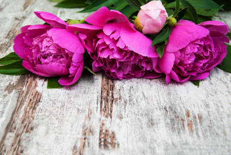 Pink peony on a old wooden backgroundの写真素材