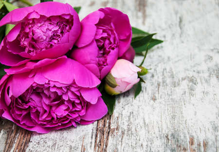 Pink peony on a old wooden backgroundの写真素材