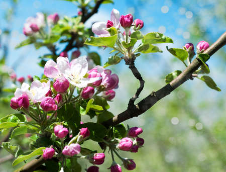 Spring apple blossom against clean blue sky