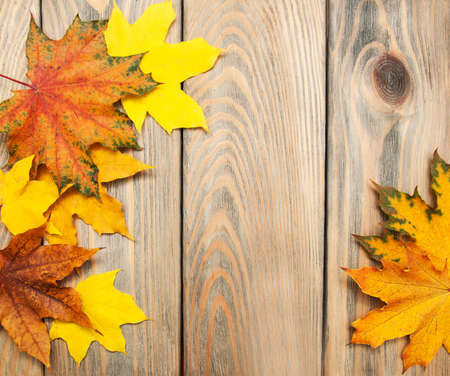 autumn wooden background with colorful maple leaves