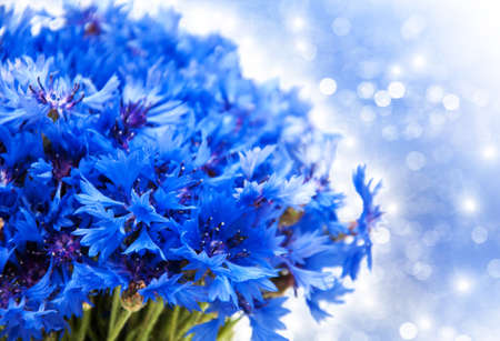 blue cornflowers on a  bokeh backgroundの写真素材
