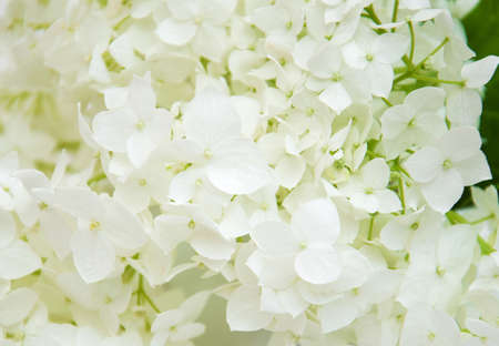 white hydrangea  blossoms, close up - nature backgroundの写真素材