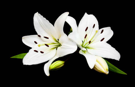 White lily isolated on a black backgroundの写真素材