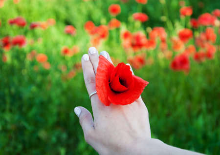 woman hand with poppy flowers against poppy fieldの写真素材