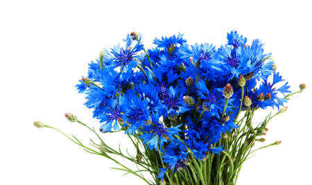 blue cornflowers isolated on a  white  backgroundの写真素材