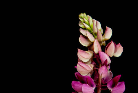 Lupine flowers isolated on a black backgroundの写真素材