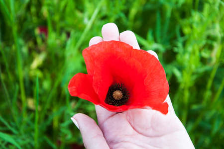 woman hand with poppy flowers against poppy fieldの写真素材