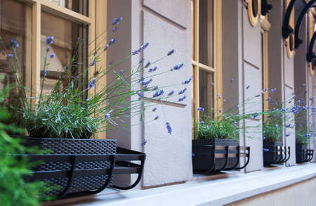 romantic french style street decor with lavender flowers on the windowsの写真素材