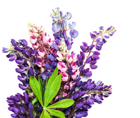 Lupine flowers isolated on a white backgroundの写真素材