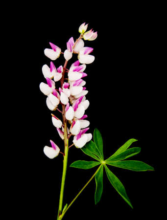 Lupine flowers isolated on a black backgroundの写真素材