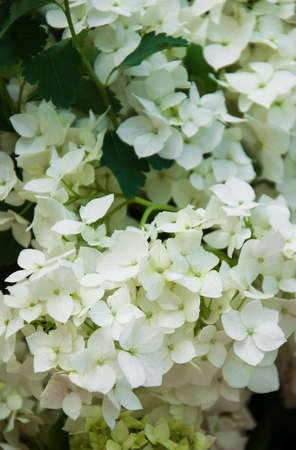 Beautiful bouquet of white hydrangea - nature background